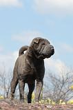 SHAR-PEI 186